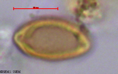 Psidium guajava - lame n° 47100